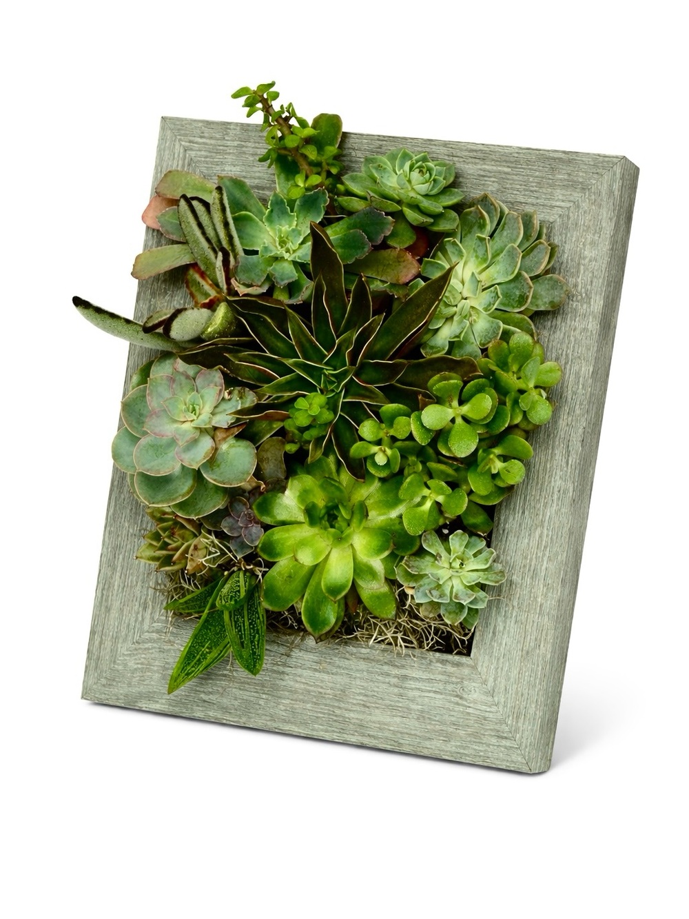 Vertical Planter Kit (8x10) - Portrait Gardens - Picture 3 of 9